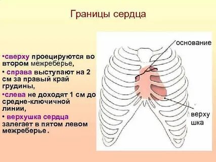 Верхняя и нижняя граница сердца
