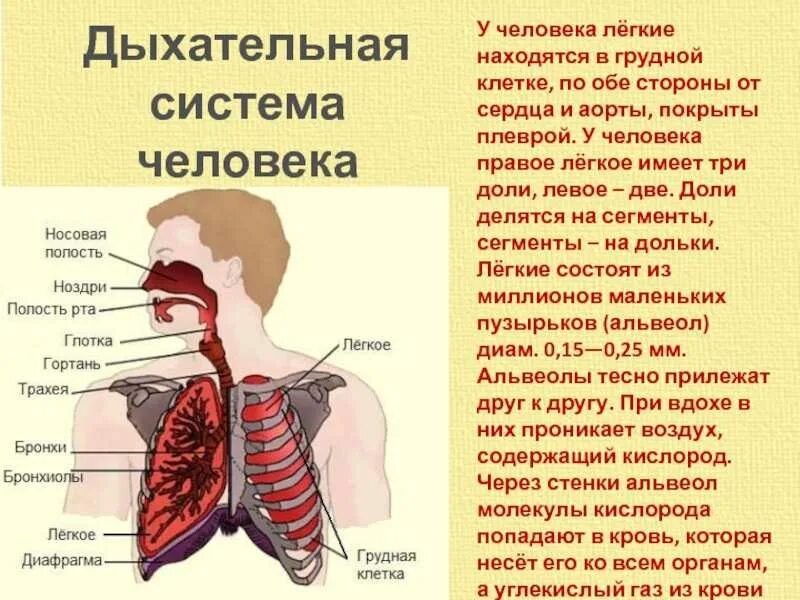 Интересные факты о дыхательной системе. Легкий человек это какой. Люди добрые. Легко ранимый человек. Картинки каким должен быть человек.