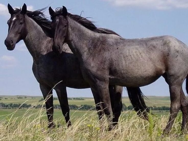 Wiki horses. Лошади породы Нокота. Рейнская порода лошадей. Карачаевская порода лошадей. Две лошади.