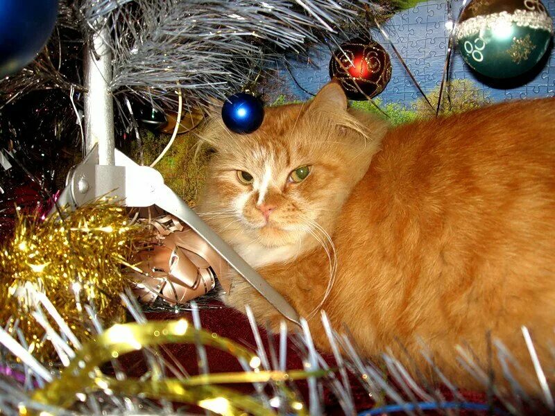 художник persis clayton weirs. старый новый год котики. синий кот ирины зенюк. три кошки с новым годом. ретро открытки.