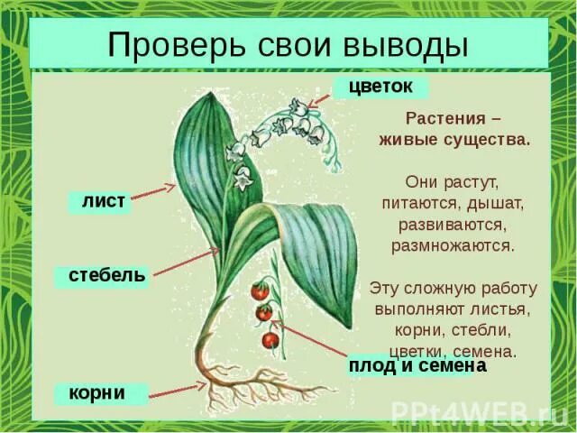 Почему растения живые организмы. Растение живой организм. Растения-живые существа старшая группа. Цветок со стеблем и листьями. Растения живые существа для дошкольников.