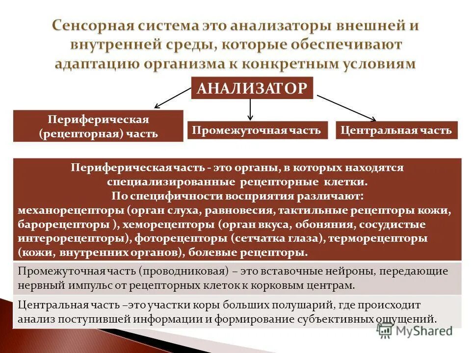 Сенсорная система. Органы сенсорной системы. Понятие об анализаторах сенсорных системах. Анализаторы сенсорные системы. Элементы сенсорных систем