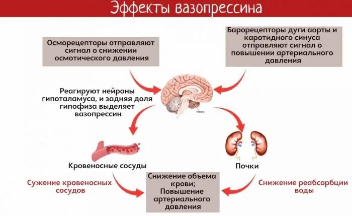 Гипофиз почек. Вазопрессин секретируется в. Антидиуретический гормон вазопрессин. Вазопрессин гормон физиологические действие. Вазопрессин гормон гипофиза.