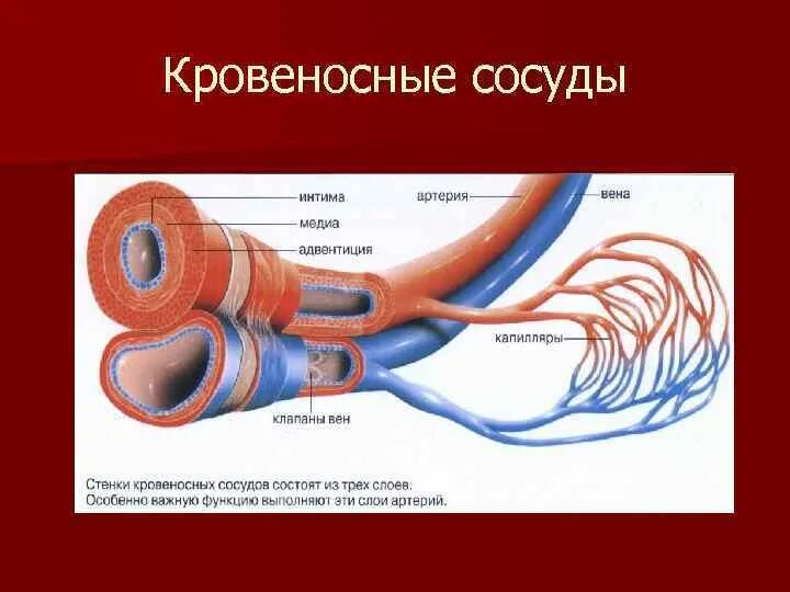 Строение вены рисунок. Кровеносная система артерии вены капилляры. Кровеносные сосуды артерии вены капилляры. Строение кровеносных сосудов вены. Кровеносная система сосуды артерии вены.