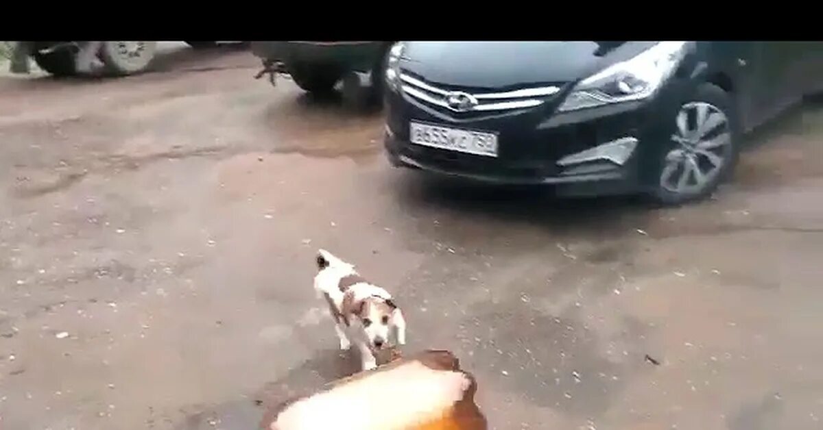 Джек рассел и кега. Собачка мем кега. Джек рассел и кега. Джек рассел терьер и бутылка взорвалась. Джек рассел и кега.