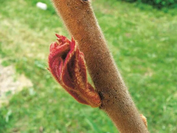 Betula pubescens ствол. Молодые побеги. Берёза повислая побег с почками. Береза пушистая побег. Опушенные побеги.