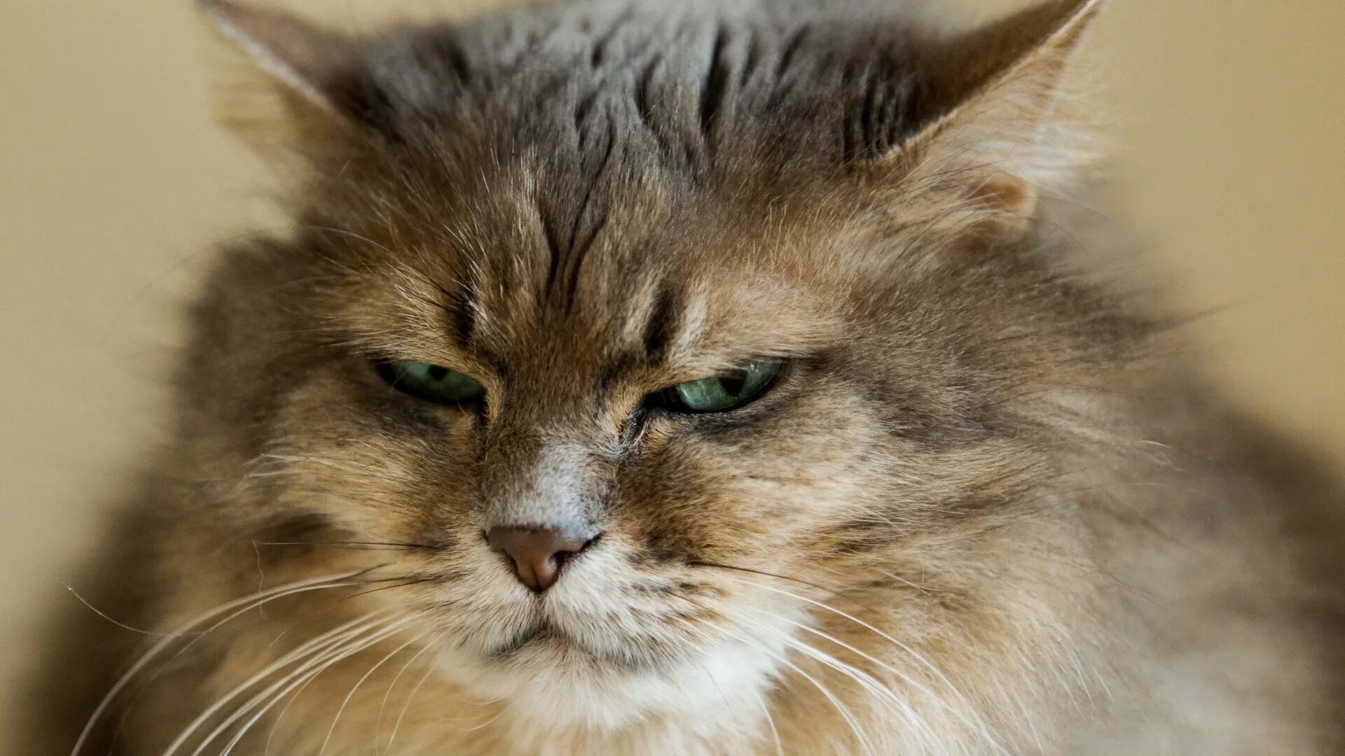 Сон злые коты. Злой кот. злая кошка. недовольные коты. недовольная морда.