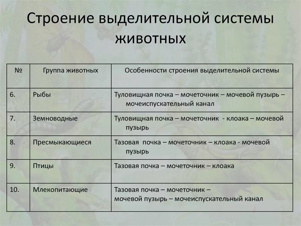 Биология 9 класс органы выделения. Органы выделения у животных. Особенности строения выделительной системы. Органы выделения животных таблица. Эволюция выделительной системы у животных таблица.