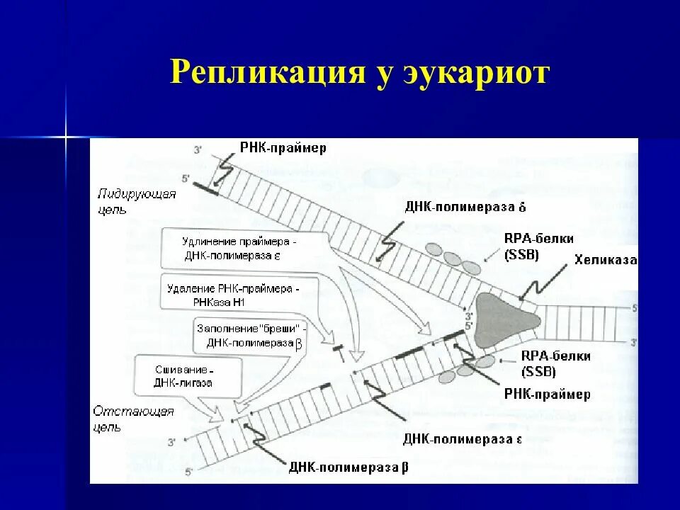 Схема репликации ДНК эукариотических клеток. Схема репликации ДНК эукариот. Этапы репликации ДНК. Основные этапы репликации ДНК эукариот. 3 этапа репликации