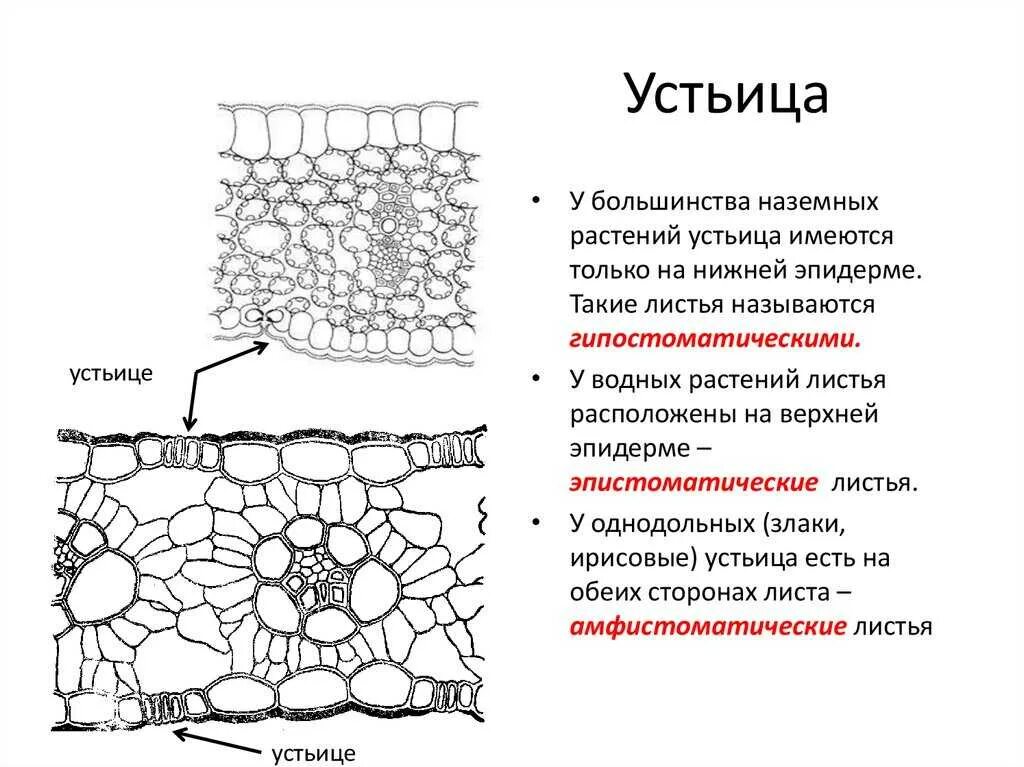 Устье растений. Строение листа растения устьица. Функции устьица листа 6 класс. Функции Теани устьице листа. Функция устьиц листа растений.