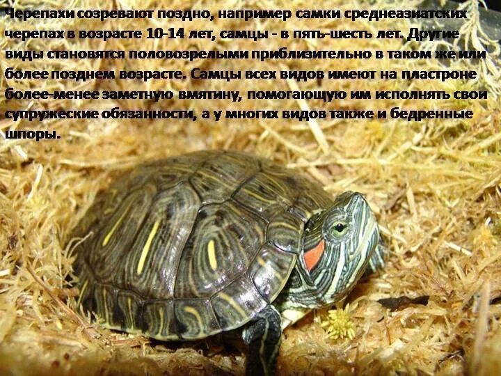 Возраст красноухой Черепашки. Возраст черепах красноухих. Как определить Возраст красноухой черепахи