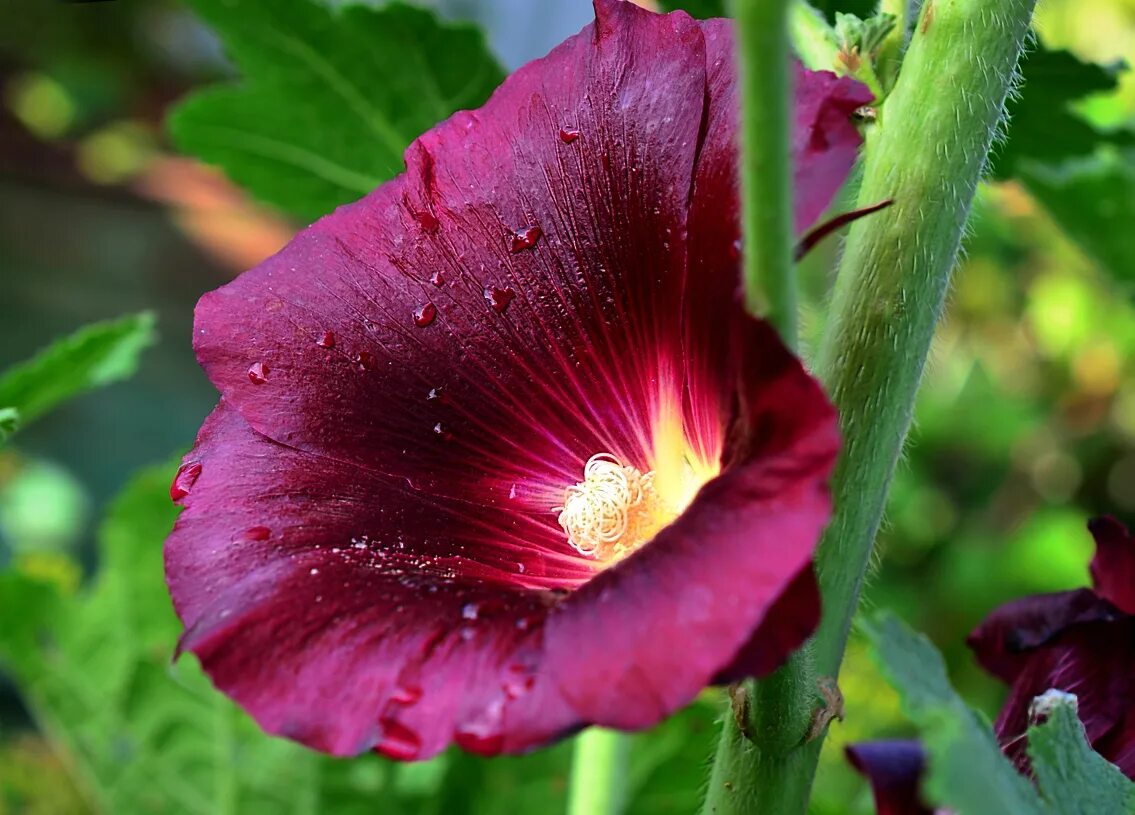 Дикая мальва просвирник. Malvaceae. Мальва просвирник калачики классификация. Мальва виргинская. Мальва для презентации.