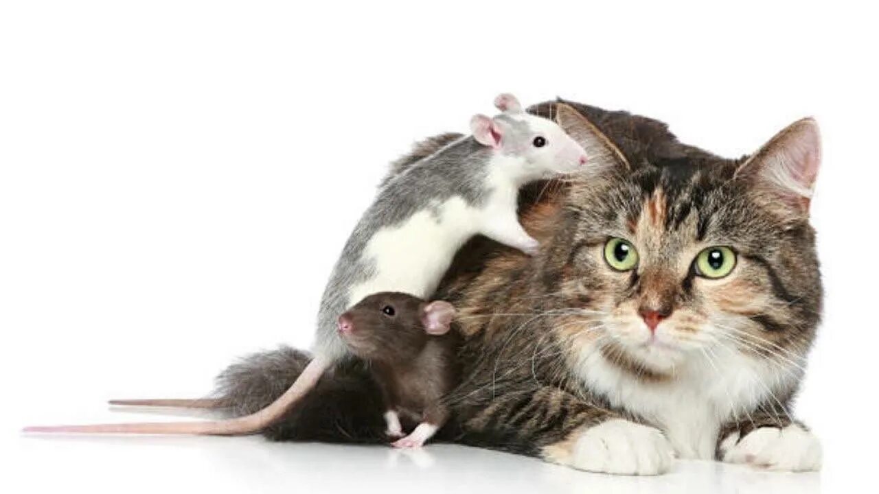 Дружба кошки и крысы. Кот и мыши. Сон крысы и кошки к чему. Кошки-мышки. Кот и мыши.
