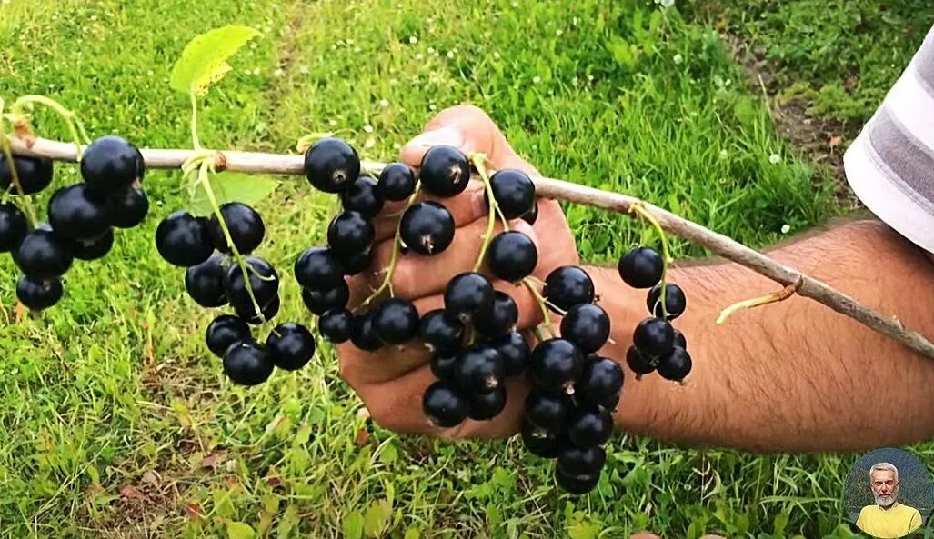 Смородина Селеченская 2. Черная смородина Ленинградский великан. Смородина черная Селеченская.