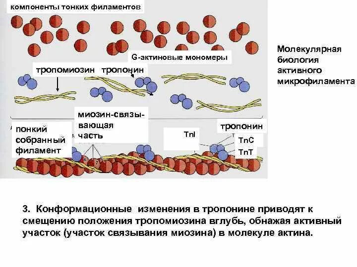 Актин тропонин тропомиозин схема. Микрофиламенты актин. Тропонин и тропомиозин. Микрофиламенты миозина. Актин ткань