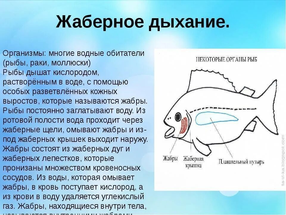 Какой класс у рыб. Система дыхания у рыб. дыхательная система рыб сбоку. органы дыхательной системы у рыб. дыхательная система рыб кратко.