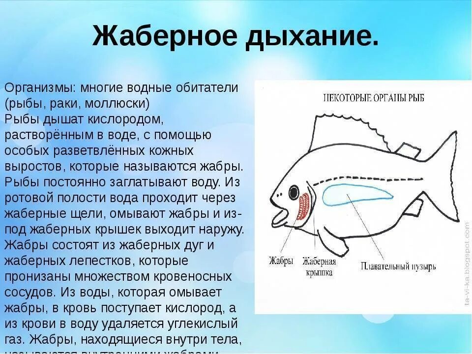 Память как у рыбки впр 4 класс. Система дыхания у рыб. Дыхательная система рыб сбоку. Органы дыхательной системы у рыб. Дыхательная система рыб кратко.