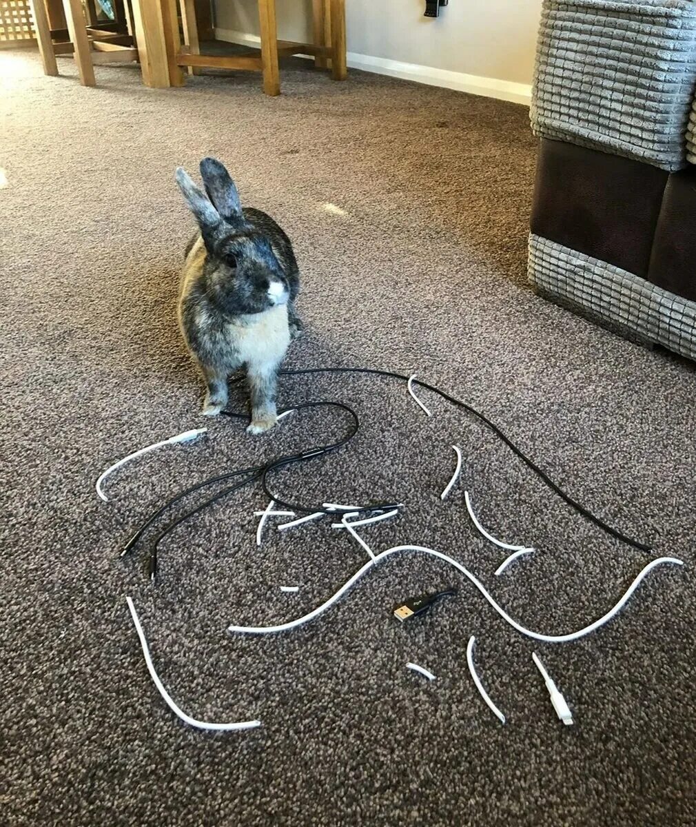Кот и провода. Кот сгрыз кабель. Мышь перегрызла кабель. Кот перегрыз провод.