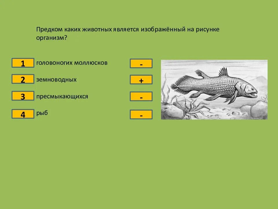 Изображенное на рисунке животное называется. Предком каких животных является изображенный на рисунке организм. предками каких животных являлись рептилии. животное являющиеся предками рептилий. предками каких животных являлись древние рептилии.