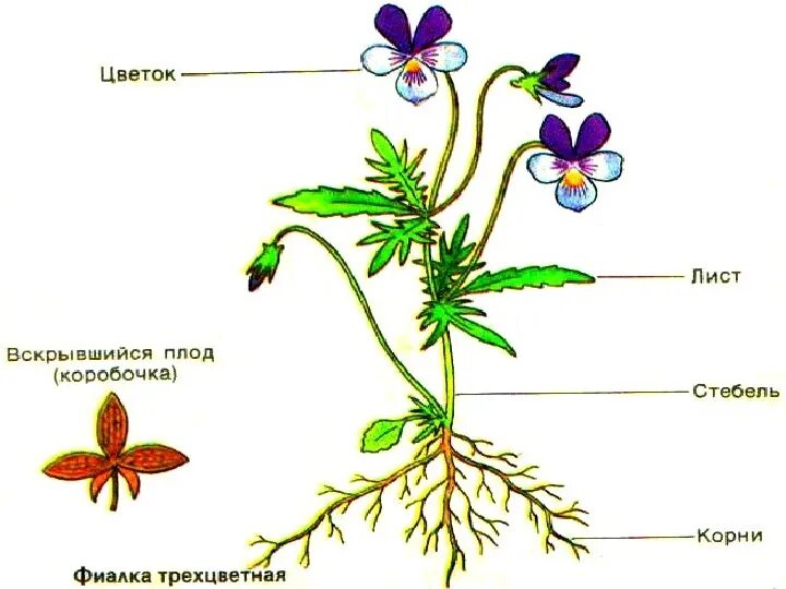 Глазки корень. Фиалка трехцветная строение. Строение цветковых покрытосеменных растений. Схема строения цветкового растения 5 класс биология. Схема строения цветка покрытосеменных.