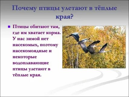 Приходит время с юга птицы автор