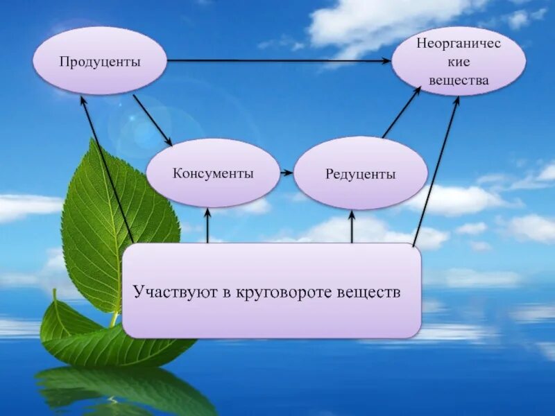 Круговорот веществ в природе. Круговорот веществ в природе консументы редуценты. Круговорот веществ в природе продуценты консументы. Круговорот веществ в природе редуценты. Продуценты потребляют готовые органические вещества