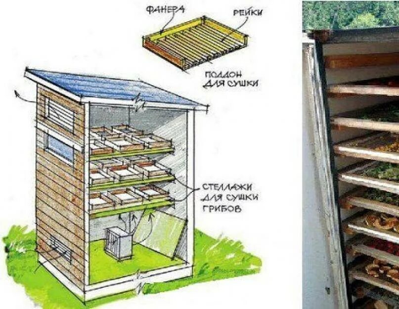 Сушилка для фруктов и овощей своими руками. Сушильная камера sus304 для сушки овощей. Сушильный шкаф дегидратор сушилка. Камерная сушилка КТУ-11 для овощей и фруктов. Промышленная 40 слойная сушилка для грибов.