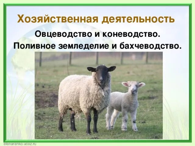 Полупустыни и пустыни животноводство