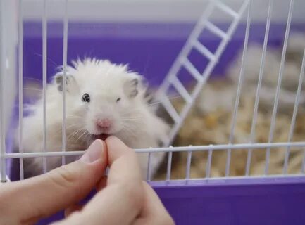 Как получить много хомяк