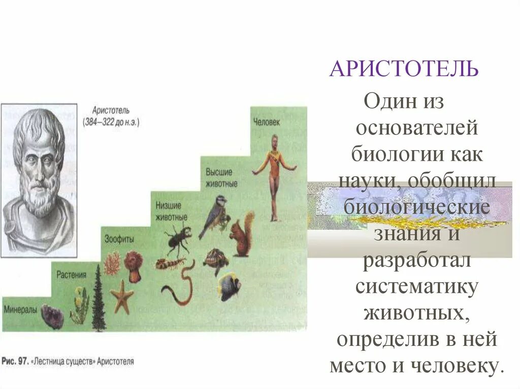 Лестница природы Аристотеля схема. Лестница жизни Аристотеля. Лестница живых существ Аристотеля. Систематика животных Аристотеля.