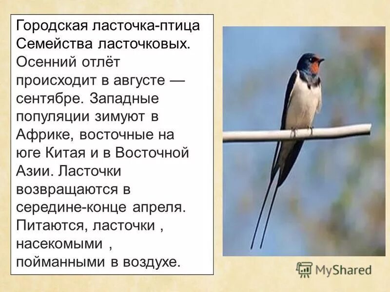 ласточка городская (delichon urbica. городская ласточка. ласточка кратко. деревенская ласточка описание. размер текста ласточка.