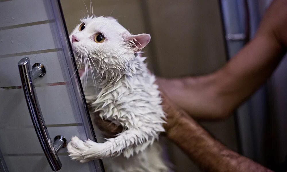 Помытый кот. Мокрые коты. Кот моется. Мытье котов.
