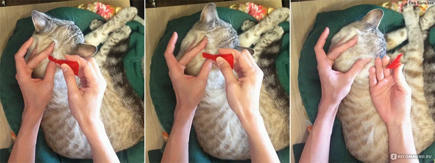 Можно ли обрабатывать кормящую кошку от блох