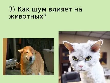 Шумы животных