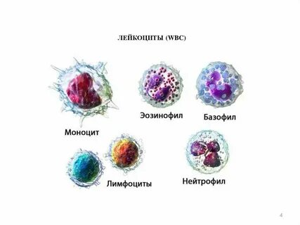 Лейкоциты и лимфоциты что это