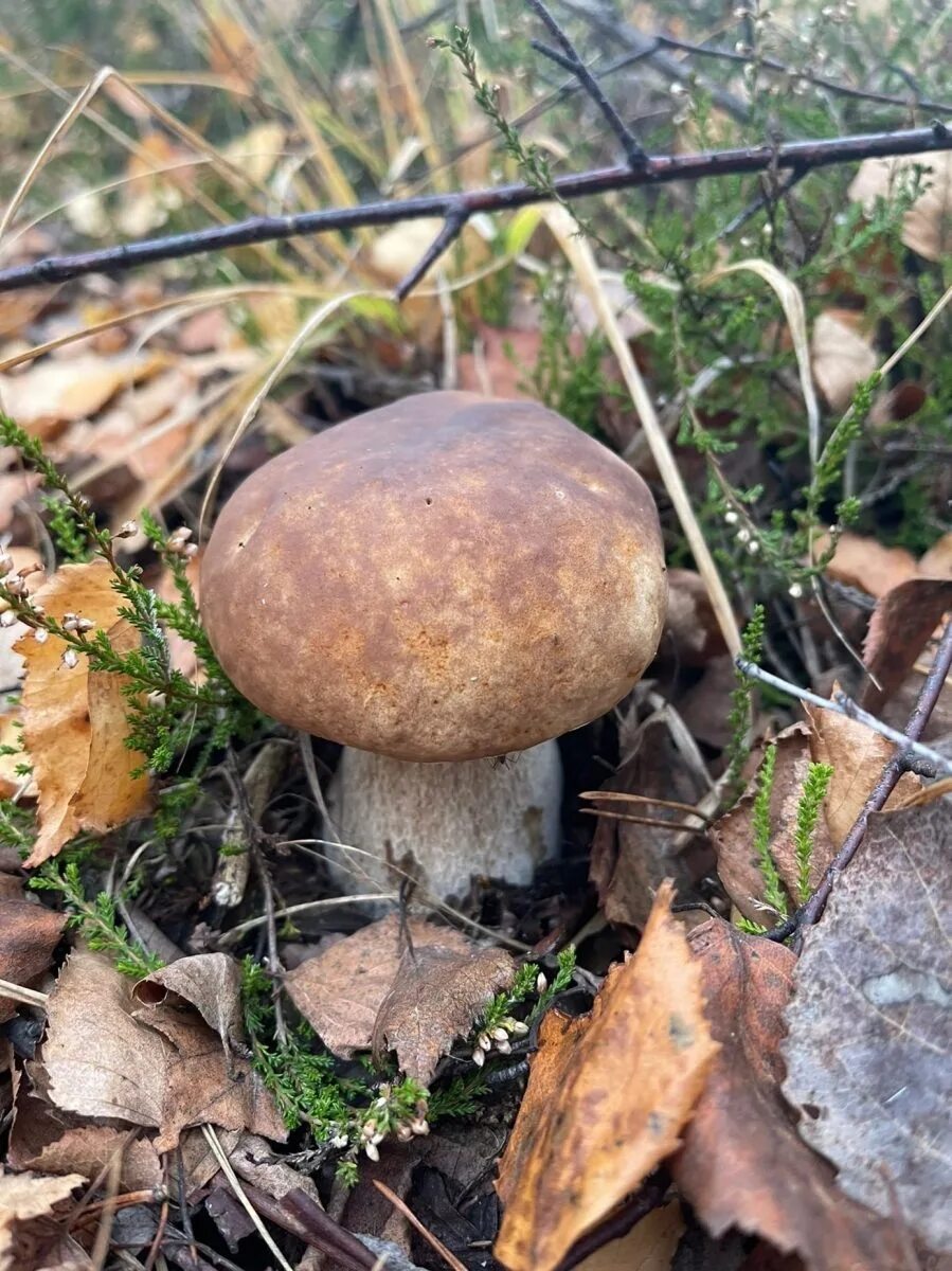 Грибы нижний новгород 2024. Грибы белые свежие. Закупаем грибы. Грибы нижний новгород 2024. Грибы нижний новгород 2024.