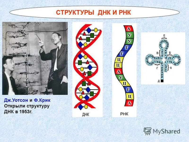 Дж. Уотсон и ф. крик открыли структуру ДНК В 1953г.. Структура ДНК И РНК. Структура ДНК модель Дж Уотсона и ф крика. Кто открыл ДНК И РНК.