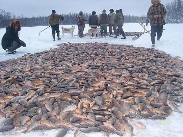 Поленница из рыбы. Топят щуками. Топят щуками. Рыбалка неводом зимой. Топка печки щукой.