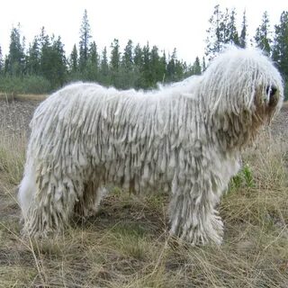 Крупная собака с длинной шерстью