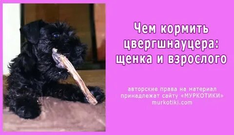 Щенка кормили 3 раза в день