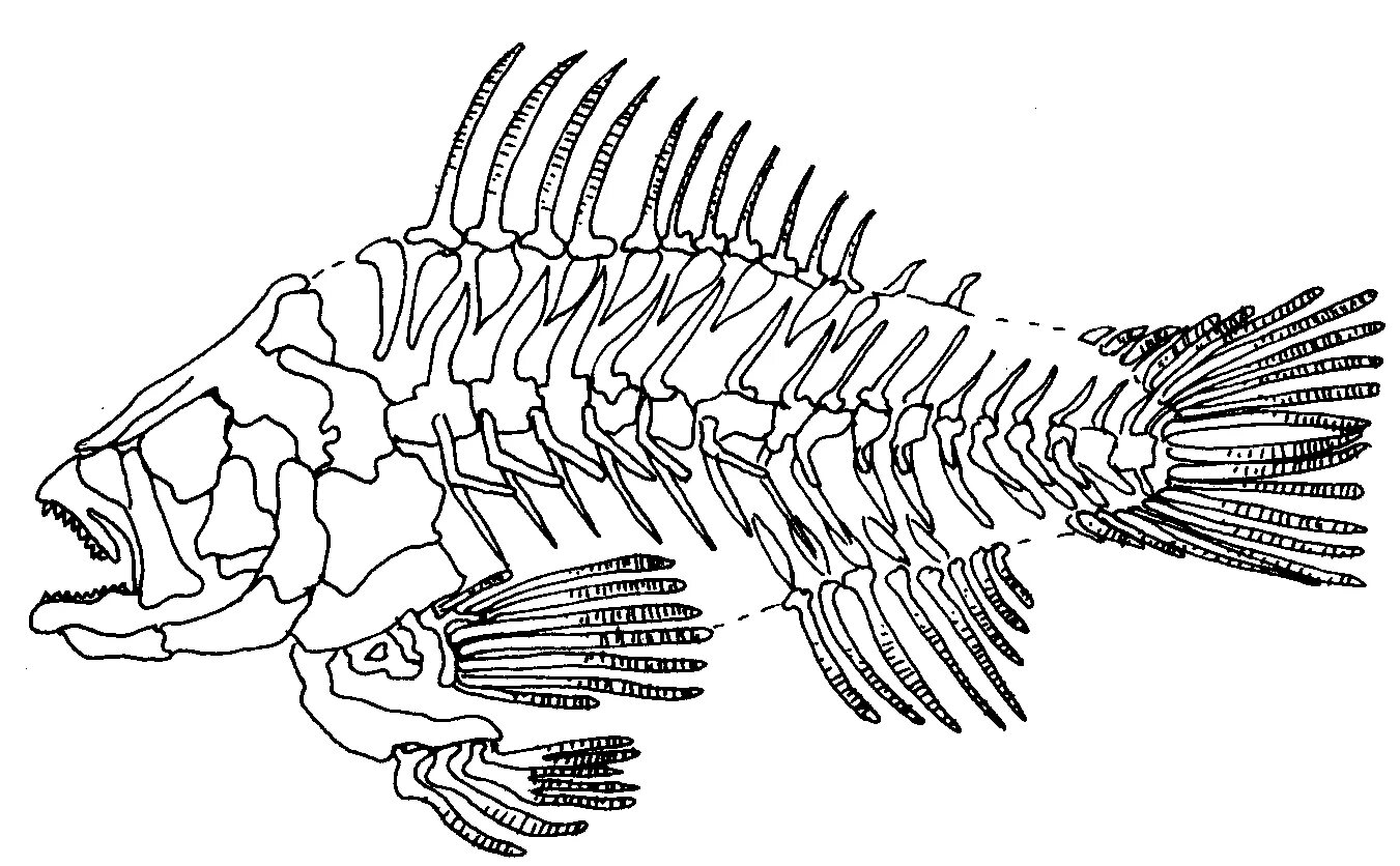 Скелет рыбы сбоку. Скелеты животных. Скелет костистой рыбы. Скелет рыбы раскраска. Позвоночник неподвижно соединен с черепом у рыб