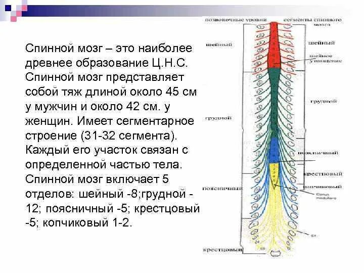 Строение спинного мозга карточка. Спинной мозг схема с подписями. Копчиковый отдел спинного мозга. Структура сегмента спинного мозга.