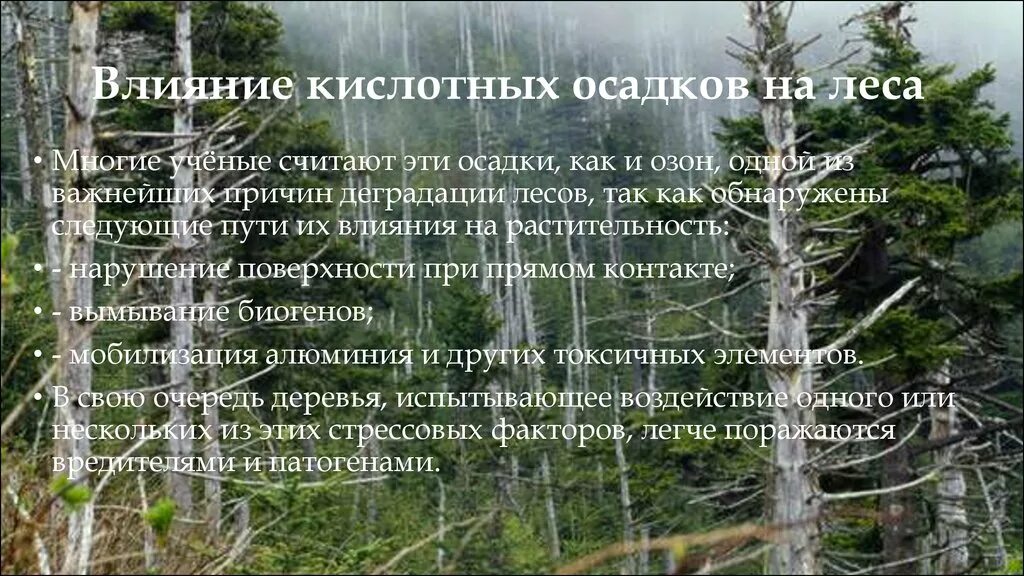 Влияние кислотных осадков. Влияние кислотных осадков на леса. Деревья после кислотных дождей. Кислотные дожди в лесу.