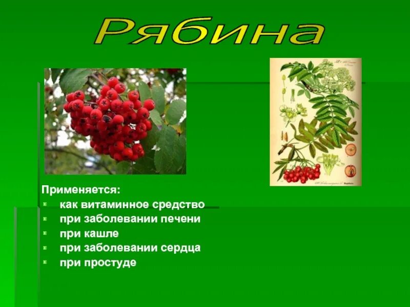 Презентация на тему лесная аптека. Лесная аптека. Лесная аптека окружающий мир таблица. Лесная аптека 2 класс окружающий мир презентация. Лесная аптека презентация.