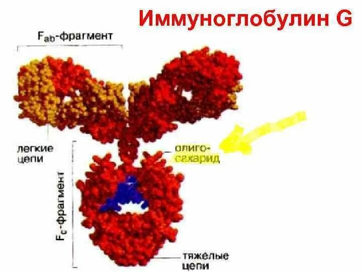 Завышенный иммуноглобулин. Глобулярный белок иммуноглобулин. Молекула иммуноглобулина g. Строение иммуноглобулина g. Строение иммуноглобулинов биохимия.