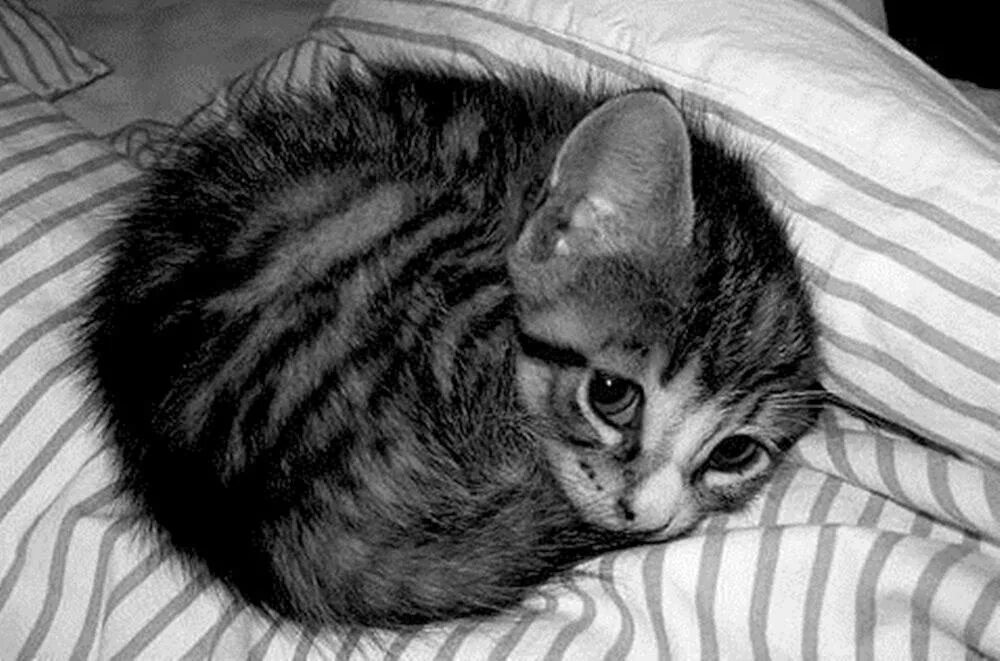 Почему котики такие милые. Почему котики такие милые