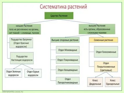 Систематика растений задания огэ