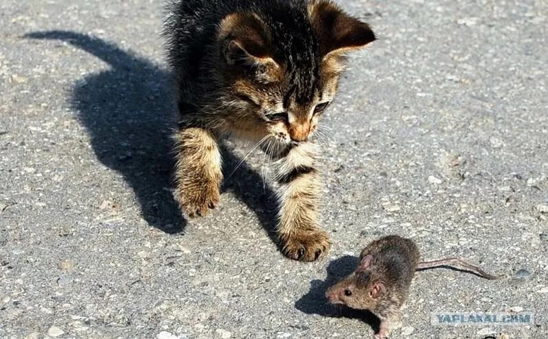 Котенок ловит мышь