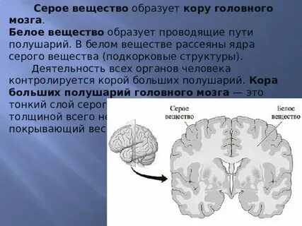 Серое вещество образует кору