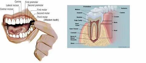 Floors have teeth